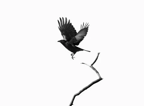 The Raven Stock-Fotos