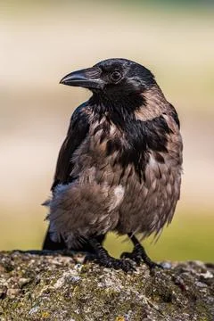 Raven Stock Photos