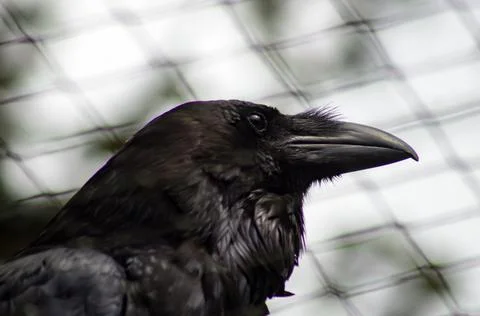 Raven Stock Photos