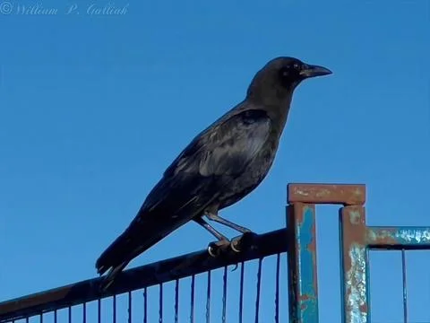 Raven Stock Photos