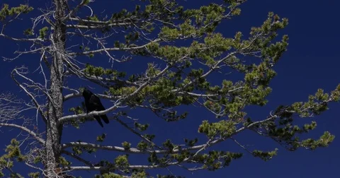 Raven in a pine tree with blue skies 4k 24fps Stock Footage 78886818