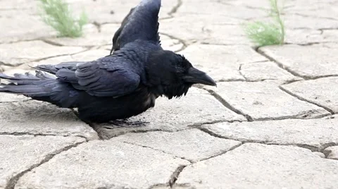 Raven preening its feathers on the ground cracked. Stock Footage 62559036