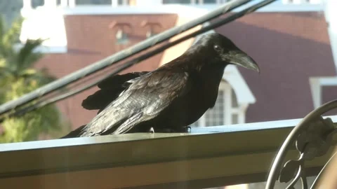Raven on a railing 4k Stock Footage 175476510