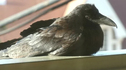 Raven on a railing 4k Stock Footage 175479717