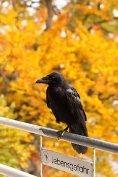 Raven on the railing Stock Photos