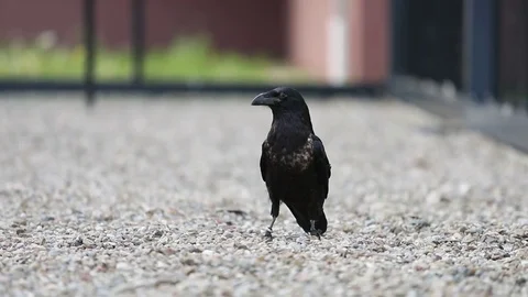 Raven running- Close-up Stock Footage 82795670