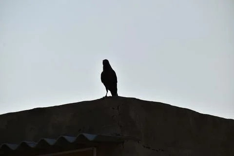 Raven Shadowed Stock Photos
