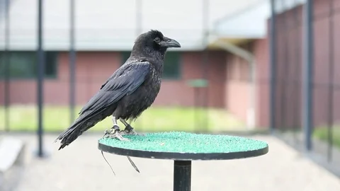 Raven shaking head Stock Footage 82795738