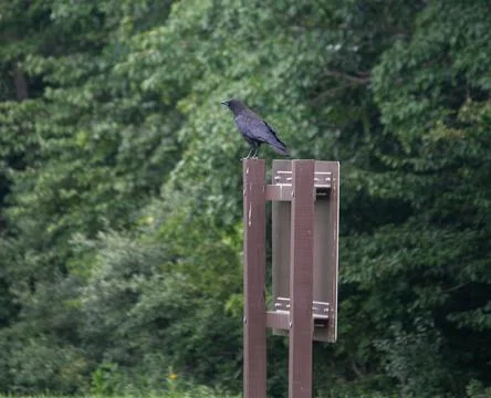 Raven on sign post Stock Photos