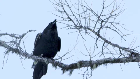 Raven sits on the old branch Stock Footage 303264501