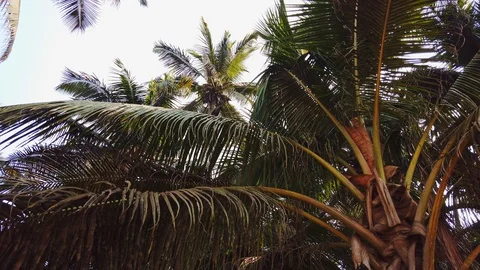 Raven sits on a palm tree Stock Footage 128837339