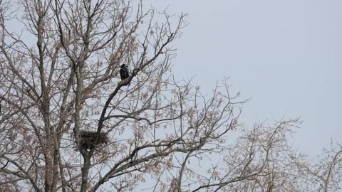 Raven sits on the top of a tree with bare branches against the blue sky. Stock Footage 266793934