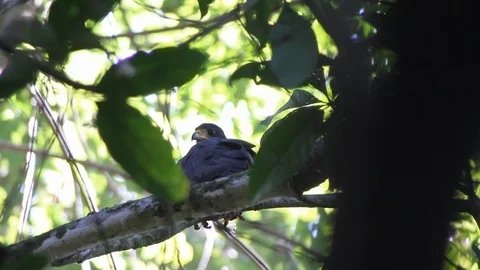 Raven sits in tree Stock Footage 88392857