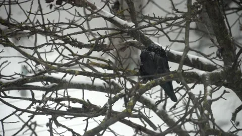 A raven sits on a tree in a heavy snowfall Stock Footage 148077901