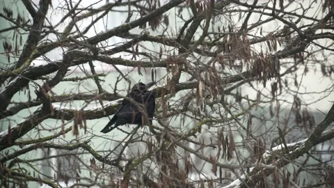 A raven sits on a tree in a heavy snowfall Stock Footage 148077987