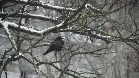 A raven sits on a tree in a heavy snowfall Stock Footage 148078042