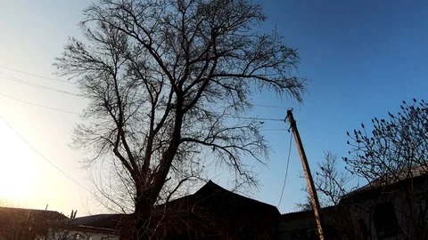 Raven sits on a tree. Slow motion. Video stock 126791709
