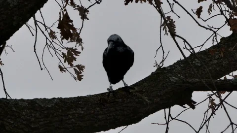 Raven sitten on the branch Stock Footage 89699470