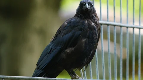 Raven sitting down. Stock Footage 116610725