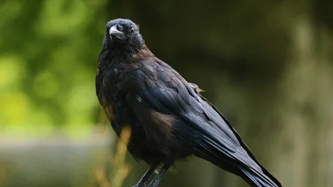 Raven sitting down. Stock Footage 116610890