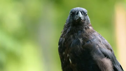 Raven sitting down. Video stock 116611022