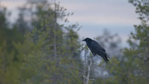 Raven sitting on a dry tree branch Stock Footage 274664485