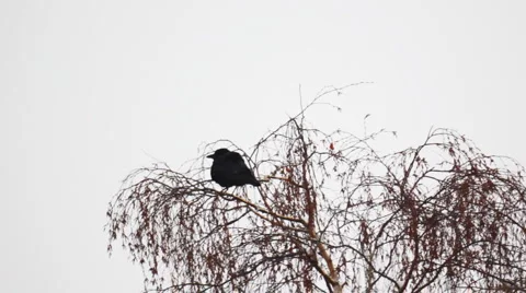 Raven sitting on a snow-covered tree branch during snowfall 動画素材 978449