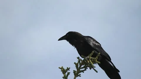 Raven sitting on the top of a tree. Stock Footage 10755944