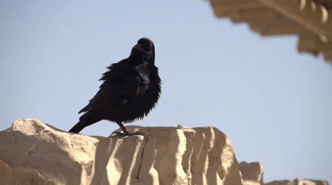 Raven in Slow Motion Stock Footage 37849139