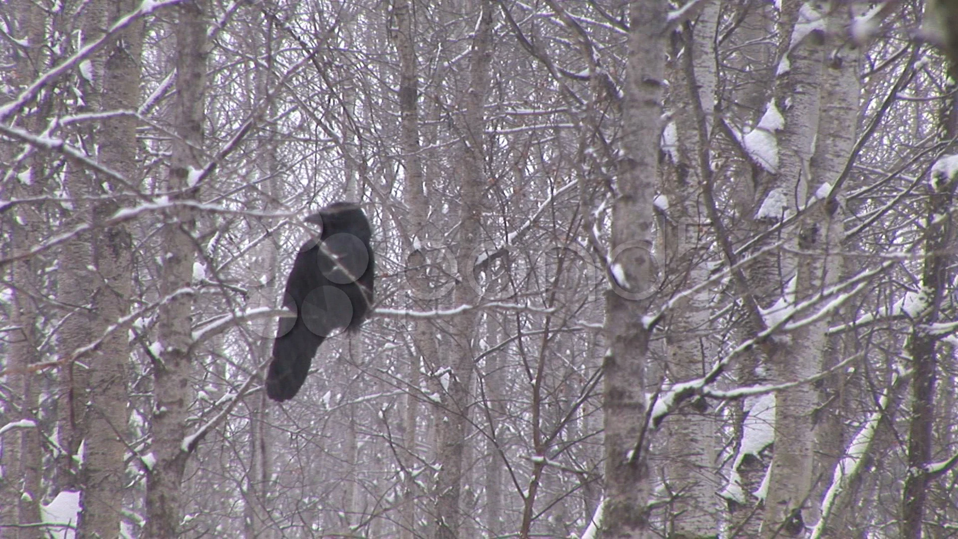 Raven in snow