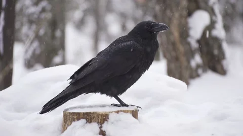 Raven in the snow