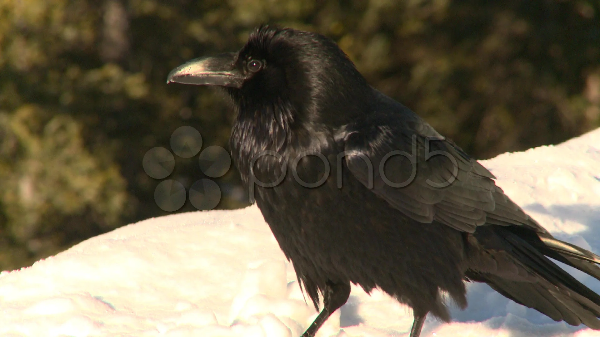 Raven in snow