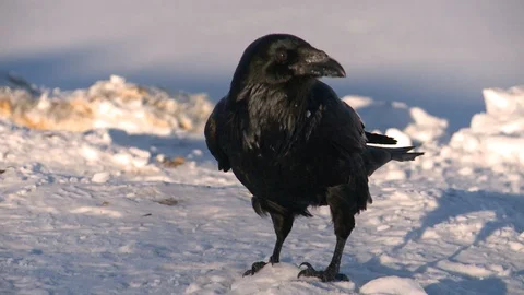 Raven in the snow Stockbeeldmateriaal 122680671