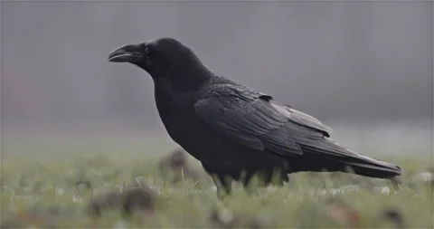 Raven Standing in The Field Stock Footage 144795384
