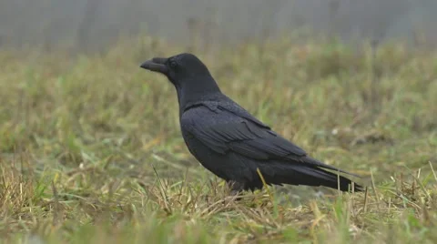Raven starts to fly Stock Footage 68671755