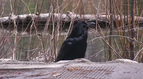 Raven by the stream Vídeo Stock 46181948