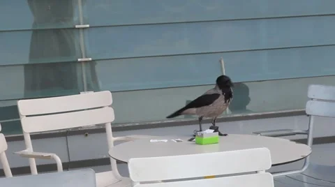 Raven on a table in a cafe Video stock 64058496