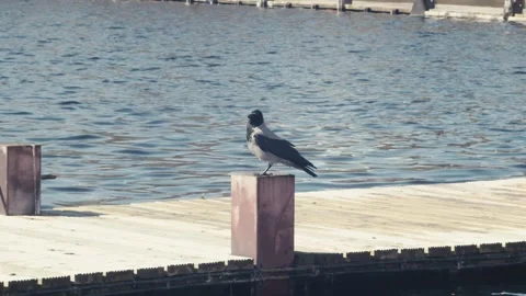 Raven Taking Off Stock Footage 238592604