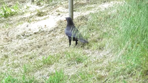 Raven taking a walk in the park Stock Footage 334570547