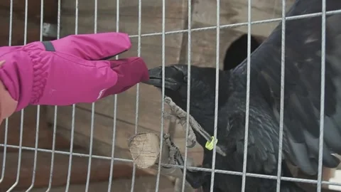 Raven through the bars wants to pull off the glove Video stock 169960307