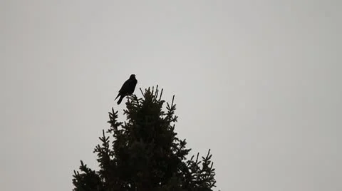 Raven on top of a spruce tree Stock Footage 10787883