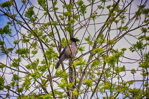 Raven on the tree brach Stock Photos