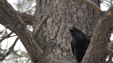 Raven in tree, flies away Stock Footage 56325142