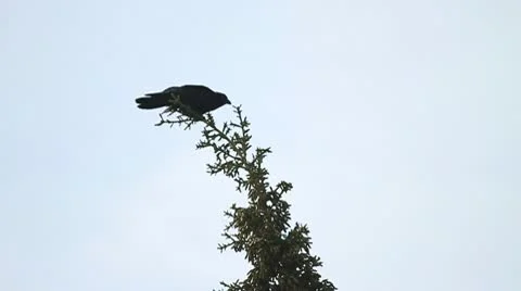 Raven in a tree Stock Footage 10755873