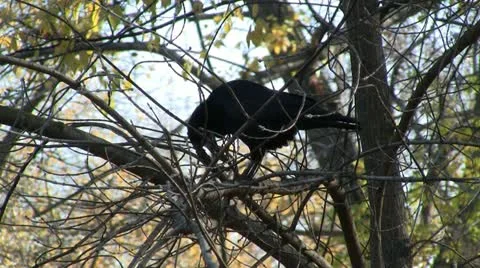 Raven on tree Stock Footage 12567495