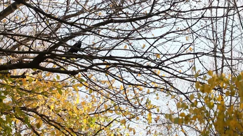 Raven on Tree Stock Footage 33415394