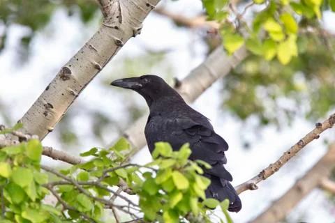 Raven in Tree Stock Photos