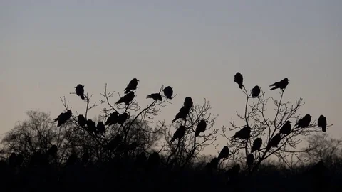 Raven, trees full of ravens and swallows. Evening. Stock Footage 83525030