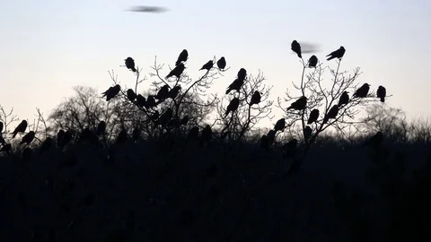 Raven, trees full of ravens and swallows. Evening. Stock Footage 83525518