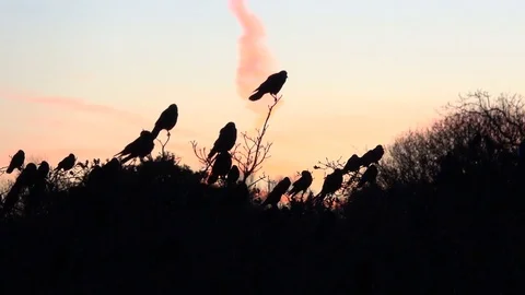 Raven, trees full of ravens and swallows. Evening. Stock Footage 83525626